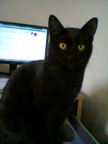 Thread to post photos of your cats