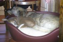Are you a Greyhound, Whippet or Lurcher owner? Come and have a seat on another new pointy hounds cushion!
