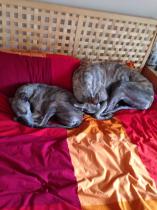 Are you a Greyhound, Whippet or Lurcher owner? Come and have a seat on another new pointy hounds cushion!