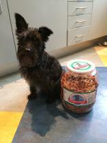 Seriously considering a miniature schnauzer, looking for advice please.