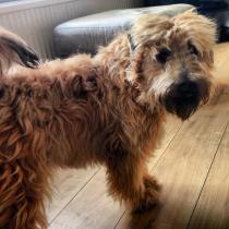 Soft coated wheaten terrier puppy cost?