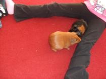 Pregnant guinea pig??