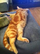 Cat interrupting us...