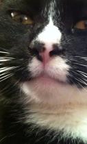 anyone want to diagnose my cat?