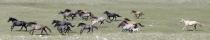AIBU to suggest The Grand National should be banned..it's abuse