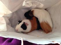 I'm a naughty piggie....