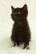 Oooh Grandkitties coming soon :D