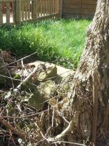 Dangerous (?) Tree in Next Door's Garden - anything I can do to speed them up sorting it?