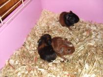 Pregnant guinea pig??