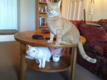 I know it's very soon, but I have a new cat and wanted to share.