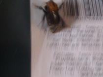 Entomology