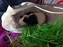 I'm a naughty piggie....