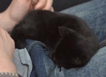 Oooh Grandkitties coming soon :D
