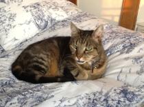 Thread to post photos of your cats