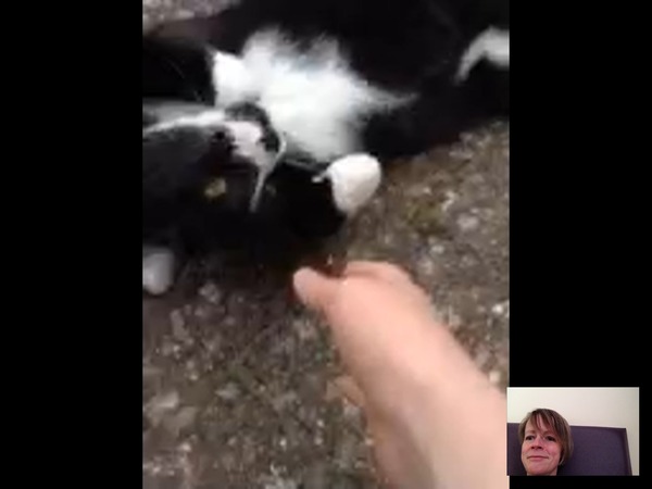 Shall we show off our cats? &#55357&#56832&#55357&#56832&#55357&#56832&#55357&#56832