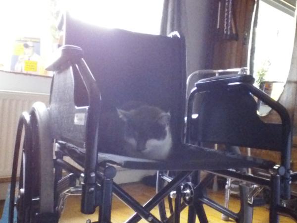 How the bloody hell do I stop my cat being such a complete git?