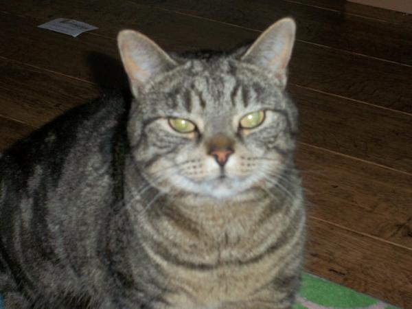 How the bloody hell do I stop my cat being such a complete git?