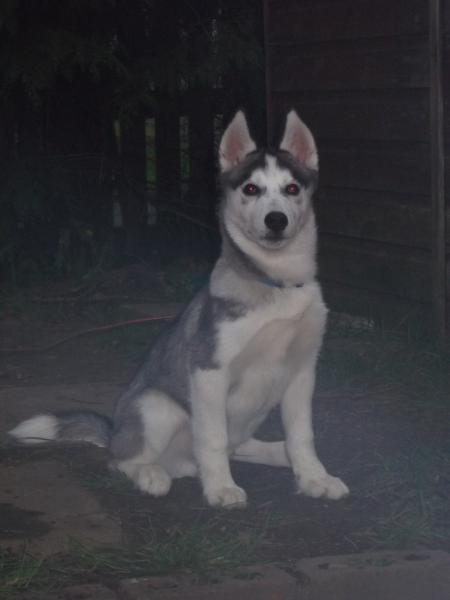 Any husky owners about?