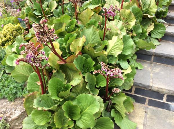 What is this plant?