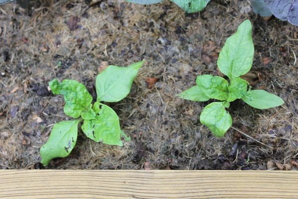 Can anyone lend a hand with a plant ID?