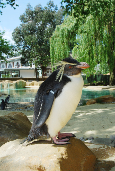Fund raising event at ZSL London Zoo - Penguin walk