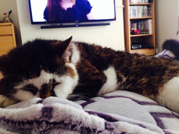 Shall we show off our cats? &#55357&#56832&#55357&#56832&#55357&#56832&#55357&#56832