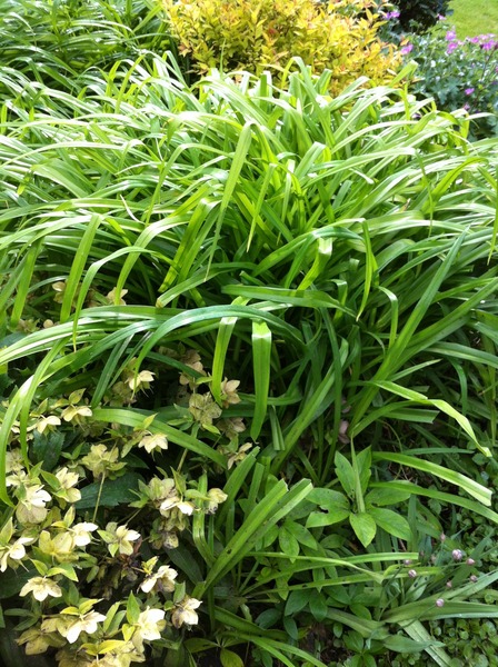 What is this big grassy bush in my garden?