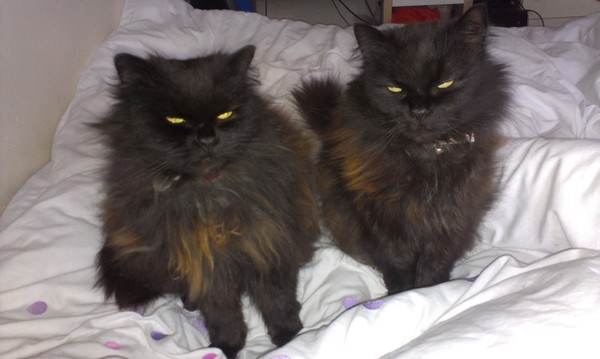 Shall we show off our cats? &#55357&#56832&#55357&#56832&#55357&#56832&#55357&#56832