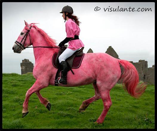 MN Peloton - Giro d'Italia, 9th May Belfast to 1st June Trieste.