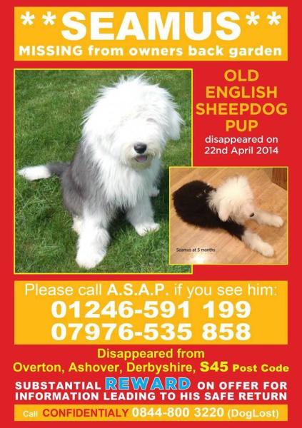 8 month Old English Sheepdog missing in Derbyshire