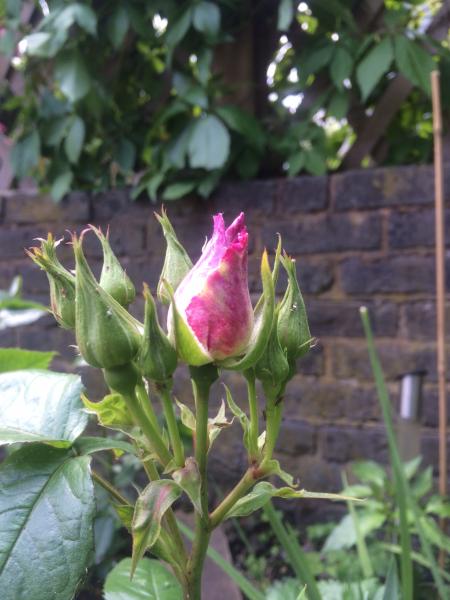 He who dares not grasp the thorn should never crave the rose