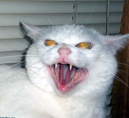 The fucking cat pissed on the toaster