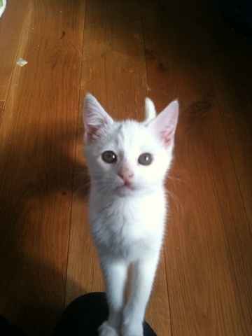 Shall we show off our cats? &#55357&#56832&#55357&#56832&#55357&#56832&#55357&#56832