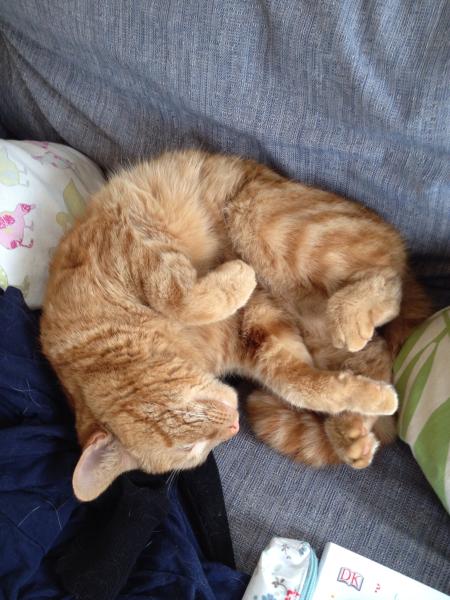 My wonderful cat was killed this morning