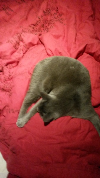 Shall we show off our cats? &#55357&#56832&#55357&#56832&#55357&#56832&#55357&#56832