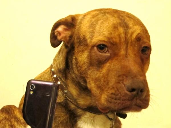 Support Homeless dogs - Post a Delfie