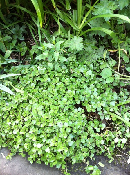 What is this big grassy bush in my garden?