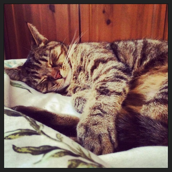 Shall we show off our cats? &#55357&#56832&#55357&#56832&#55357&#56832&#55357&#56832