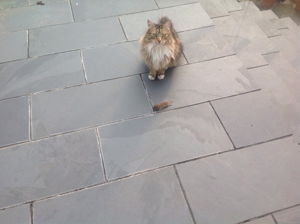 Shall we show off our cats? &#55357&#56832&#55357&#56832&#55357&#56832&#55357&#56832