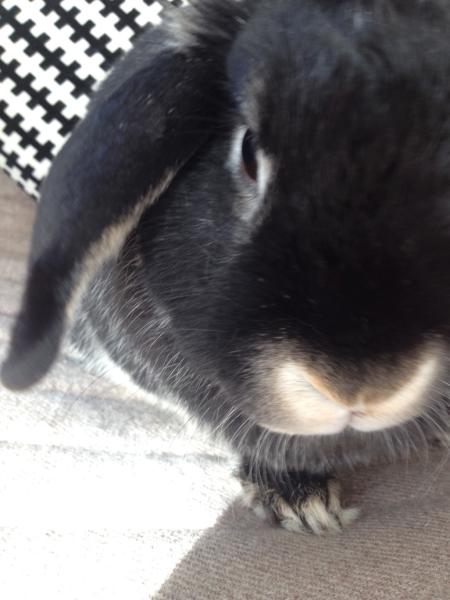 It's Rabbit Awareness Week!