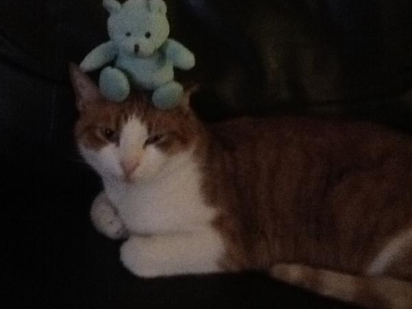 How the bloody hell do I stop my cat being such a complete git?
