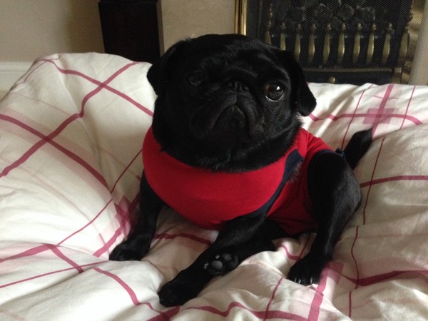 Where in the house does your dog go when you are out -ideas please