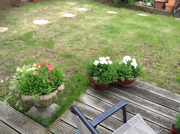 Starting a north-facing border from scratch