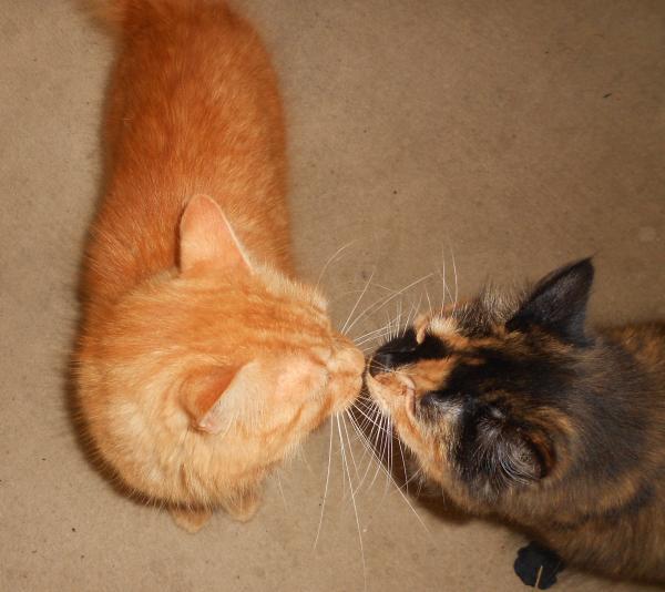 How the bloody hell do I stop my cat being such a complete git?