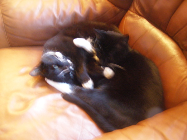 Shall we show off our cats? &#55357&#56832&#55357&#56832&#55357&#56832&#55357&#56832