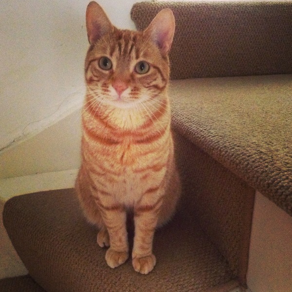 Shall we show off our cats? &#55357&#56832&#55357&#56832&#55357&#56832&#55357&#56832