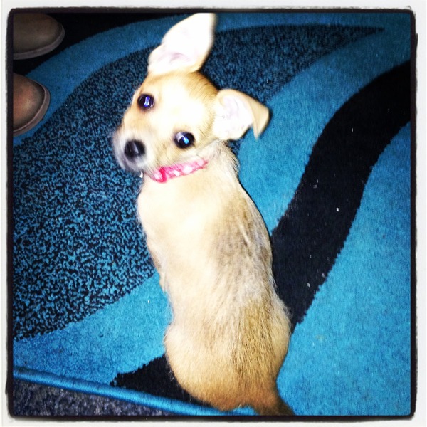 jackahuahua s anybody?