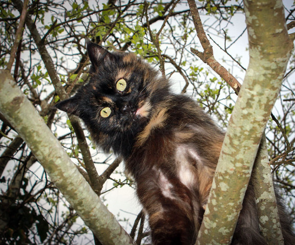 Shall we show off our cats? &#55357&#56832&#55357&#56832&#55357&#56832&#55357&#56832