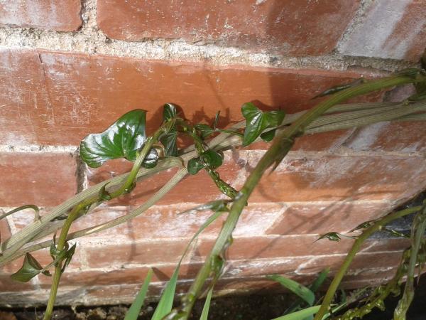 Help me to identify this plant - I should know it really