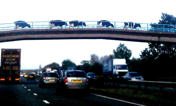 Exeunt, pursued by a sow. And so on, for the next 60 years of The Archers.